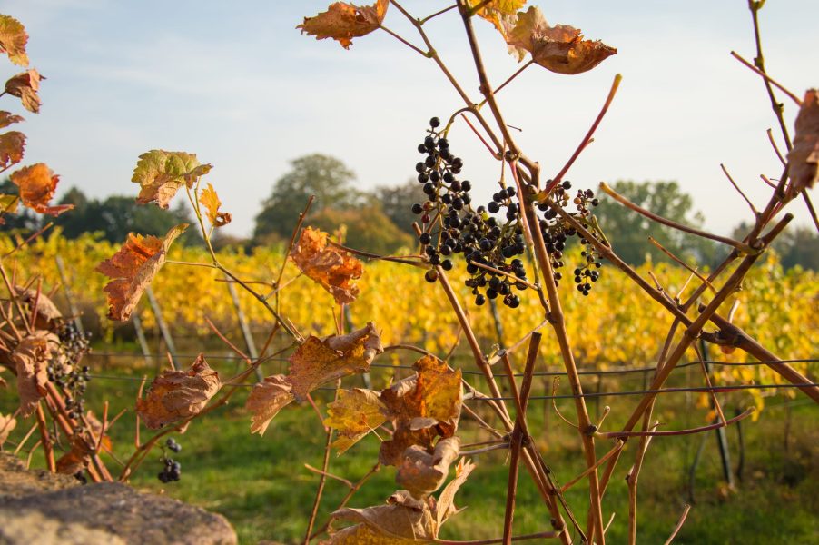 BILDWERK_Architektur_Fotografie_Visualisierung_drauschke-fliegel_Radebeul_Villenpark_Dresden_13