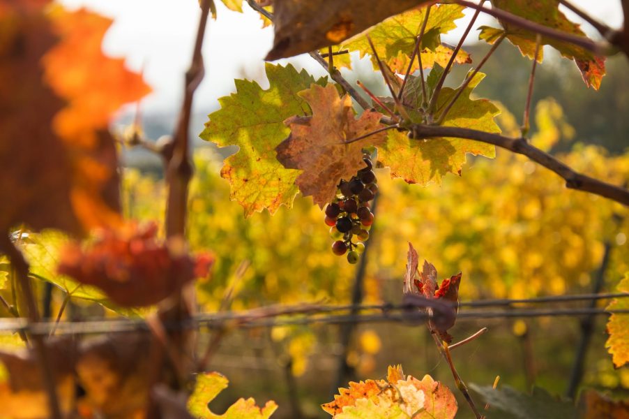 BILDWERK_Architektur_Fotografie_Visualisierung_drauschke-fliegel_Radebeul_Villenpark_Dresden_14