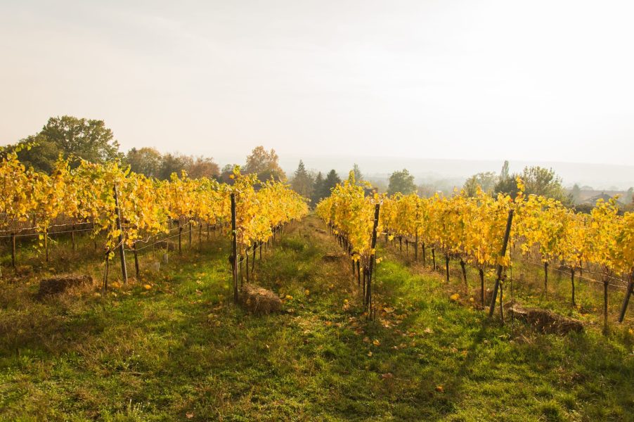 BILDWERK_Architektur_Fotografie_Visualisierung_drauschke-fliegel_Radebeul_Villenpark_Dresden_15
