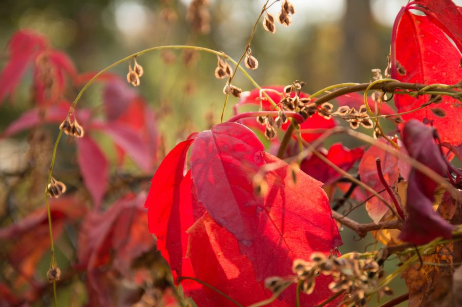 BILDWERK_Architektur_Fotografie_Visualisierung_drauschke-fliegel_Radebeul_Villenpark_Dresden_16